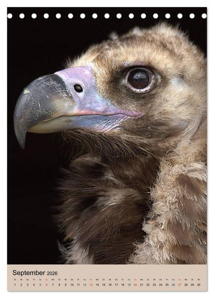 Produktbild: Raubv&ouml;gel - Die J&auml;ger der L&uuml;fte (Tischkalender 2026 DIN A5 hoch), CALVENDO Monatskalender