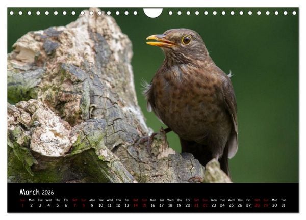 Produktbild: Popular garden birds of the united kingdom (Wall Calendar 2026 DIN A4 landscape), CALVENDO 12 Month Wall Calendar