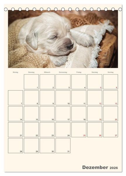 Produktbild: Zauberhafte Golden Retriever (Tischkalender 2026 DIN A5 hoch), CALVENDO Monatskalender