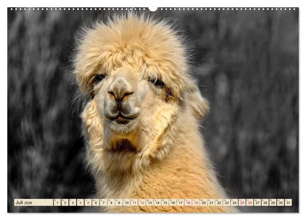 Produktbild: Alpaka Gesichter (Wandkalender 2026 DIN A2 quer), CALVENDO Monatskalender