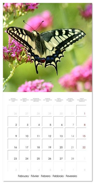 Produktbild: Gentle butterflies (Wall Calendar 2026 12 &times; 12 Inch) CALVENDO 12 Month Wall Calendar