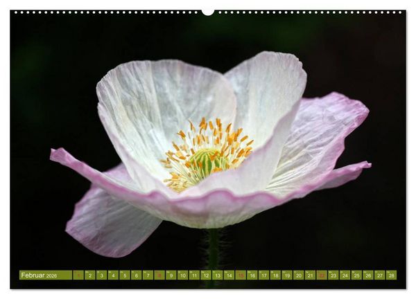 Produktbild: Mohn Tage (hochwertiger Premium Wandkalender 2026 DIN A2 quer), Kunstdruck in Hochglanz