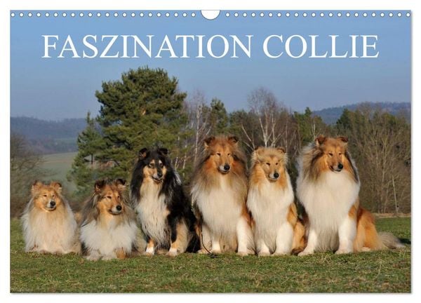 Produktbild: Faszination Collie 2026 (Wandkalender 2026 DIN A3 quer), CALVENDO Monatskalender