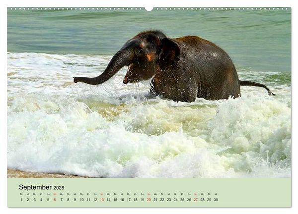 Produktbild: Elefanten. Badespa&szlig; am Strand (Wandkalender 2026 DIN A2 quer), CALVENDO Monatskalender