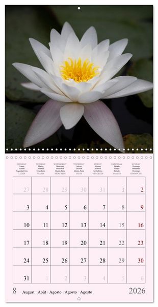 Produktbild: Les saisons en fleurs (Calendrier mural carr&eacute; 2026 30x30 cm) Calendrier double avec une page pour vos prises de notes