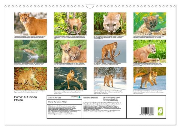 Produktbild: Puma: Auf leisen Pfoten (Wandkalender 2026 DIN A3 quer), CALVENDO Monatskalender