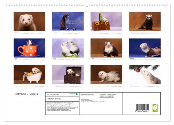 Produktbild: Frettchen - Ferrets (hochwertiger Premium Wandkalender 2027 DIN A2 quer), Kunstdruck in Hochglanz