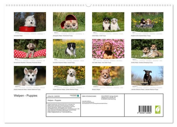 Produktbild: Welpen - Puppies (hochwertiger Premium Wandkalender 2027 DIN A2 quer), Kunstdruck in Hochglanz