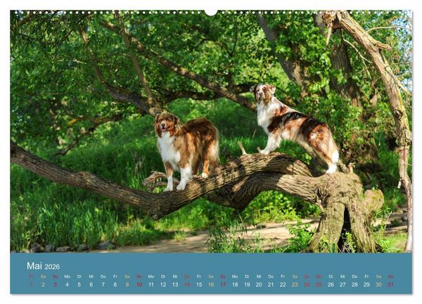 Produktbild: Mit Aussies unterwegs - Die bunte Welt der Australian Shepherds (hochwertiger Premium Wandkalender 2026 DIN A2 quer), Kunstdruck in Hochglanz