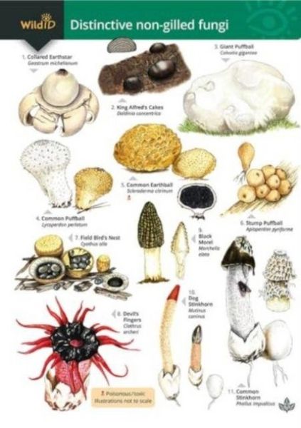 Produktbild: Distinctive non-gilled fungi
