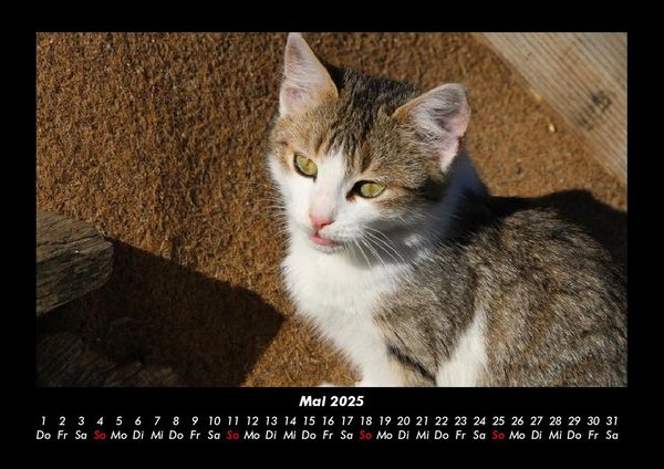 Produktbild: F&uuml;r Katzenfreunde 2025 Fotokalender DIN A3