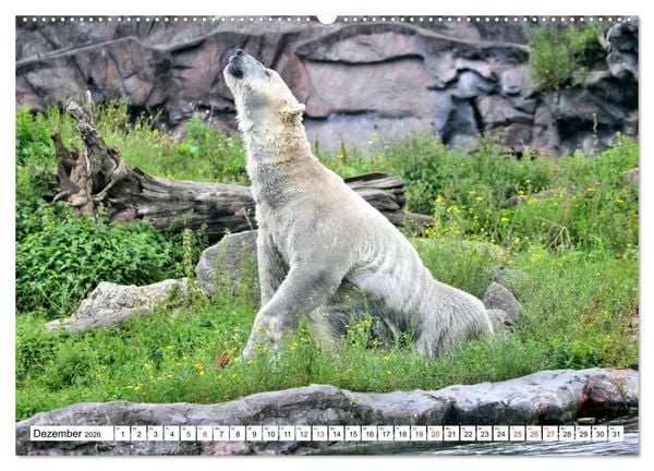 Produktbild: B&auml;ren - Der Eisb&auml;r und der Kamtschatka-Braunb&auml;r (hochwertiger Premium Wandkalender 2026 DIN A2 quer), Kunstdruck in Hochglanz