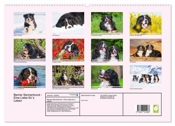Produktbild: Berner Sennenhund - Eine Liebe f&uuml;r&acute;s Leben (hochwertiger Premium Wandkalender 2026 DIN A2 quer), Kunstdruck in Hochglanz