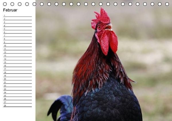 Produktbild: H&uuml;hner / Geburtstagskalender (Tischkalender immerw&auml;hrend DIN A5 quer)