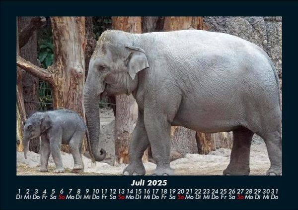 Produktbild: Elefanten - Die sanften Riesen Afrikas 2025 Fotokalender DIN A5