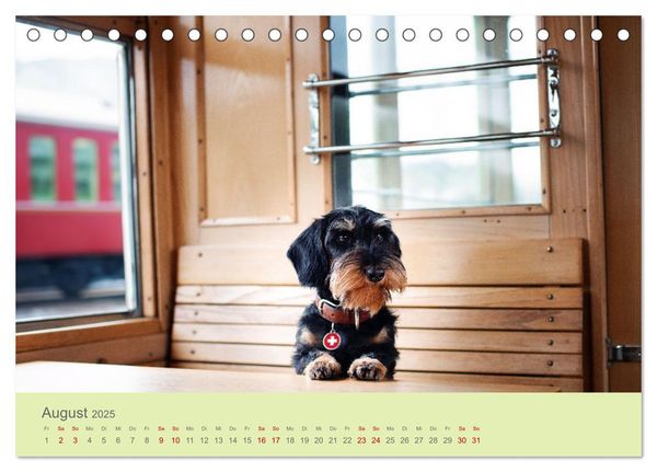 Dackel unterwegs (Tischkalender 2025 DIN A5 quer), CALVENDO Monatskalender