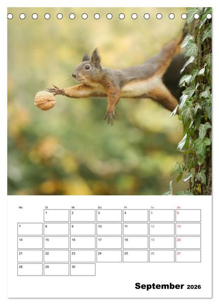Produktbild: Die kleine Welt der Eichh&ouml;rnchen in Regensburg (Tischkalender 2026 DIN A5 hoch), CALVENDO Monatskalender