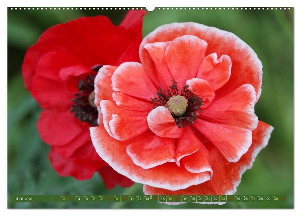 Produktbild: La beaut&eacute; des fleurs (Calendrier mural 2026 DIN A2 vertical), CALVENDO calendrier mensuel