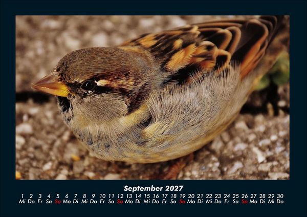 Produktbild: Welt der V&ouml;gel 2027 Fotokalender DIN A4
