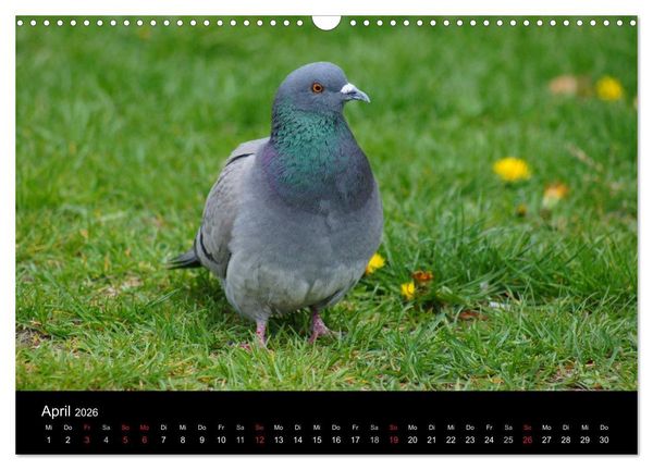 Produktbild: Tauben in der Stadt (Wandkalender 2026 DIN A3 quer), CALVENDO Monatskalender
