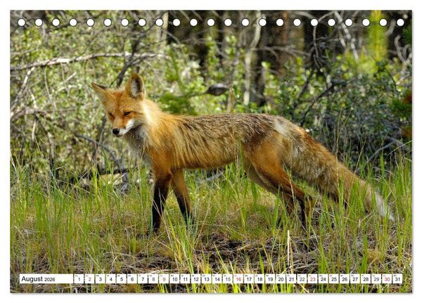 Produktbild: Tierwelt in den Canadian Rockies (Tischkalender 2026 DIN A5 quer), CALVENDO Monatskalender