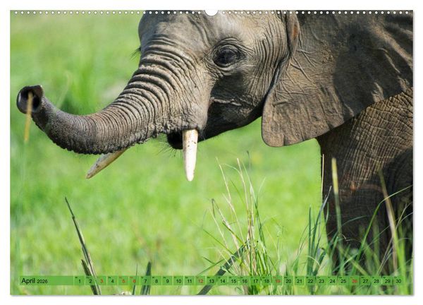 Produktbild: Elefanten - Sanfte Riesen Afrikas (hochwertiger Premium Wandkalender 2026 DIN A2 quer), Kunstdruck in Hochglanz