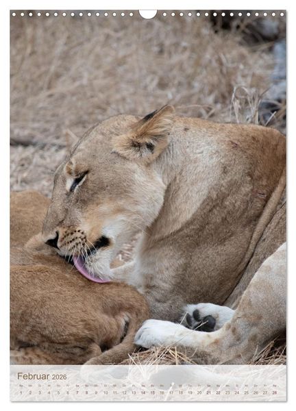 Produktbild: L&ouml;wen in Sabi Sands (Wandkalender 2026 DIN A3 hoch), CALVENDO Monatskalender