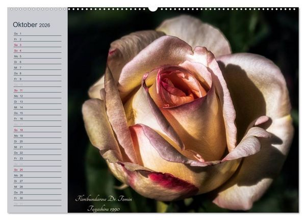 Produktbild: Kurf&uuml;rstliche Rosen Eltville am Rhein (Wandkalender 2026 DIN A2 quer), CALVENDO Monatskalender