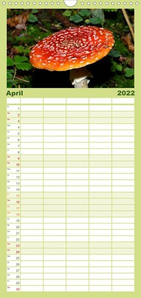 Produktbild: Familienplaner Pilze, Pilze (Wandkalender 2022 , 21 cm x 45 cm, hoch)
