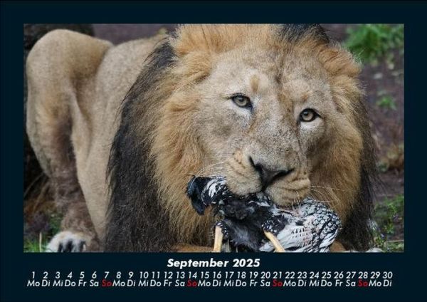 Produktbild: L&ouml;wen in der Wildnis 2025 Fotokalender DIN A5