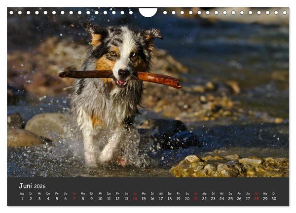 Produktbild: Australian Shepherd - Augenblicke (Wandkalender 2026 DIN A4 quer), CALVENDO Monatskalender