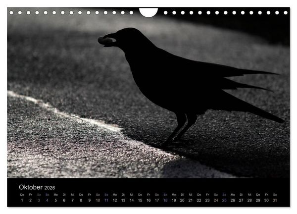Produktbild: Rabenschwarze Impressionen - meike-ajo-dettlaff.de via wildvogelhlfe.org (Wandkalender 2026 DIN A4 quer), CALVENDO Monatskalender