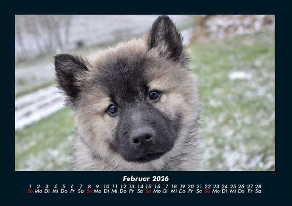Produktbild: Hunde 2026 Fotokalender DIN A4
