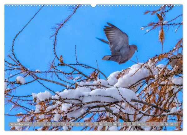 Produktbild: Wir sind die fliegenden Stars (Wandkalender 2026 DIN A2 quer), CALVENDO Monatskalender