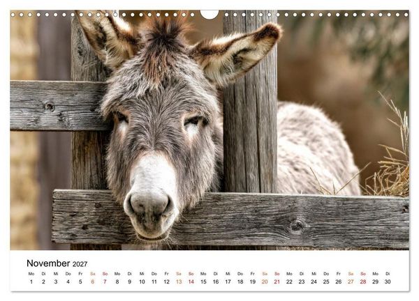 Produktbild: Esel - Humor mit langen Ohren (Wandkalender 2027 DIN A3 quer), CALVENDO Monatskalender
