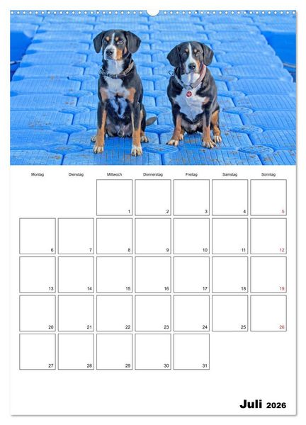 Produktbild: Entlebucher Sennenhunde begleiten Sie durch das Jahr (Wandkalender 2026 DIN A2 hoch), CALVENDO Monatskalender