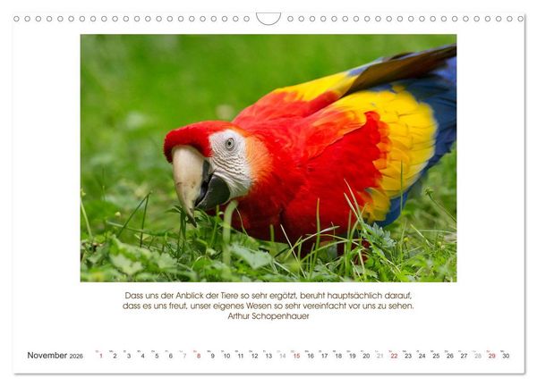Produktbild: Der Tierkalender mit Zitaten, Weisheiten und Spr&uuml;chen (Wandkalender 2026 DIN A3 quer), CALVENDO Monatskalender