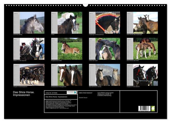 Produktbild: Das Shire Horse. Impressionen (Wandkalender 2026 DIN A2 quer), CALVENDO Monatskalender