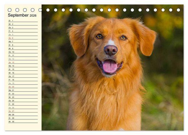 Produktbild: Toll, toll, Toller (Tischkalender 2026 DIN A5 quer), CALVENDO Monatskalender