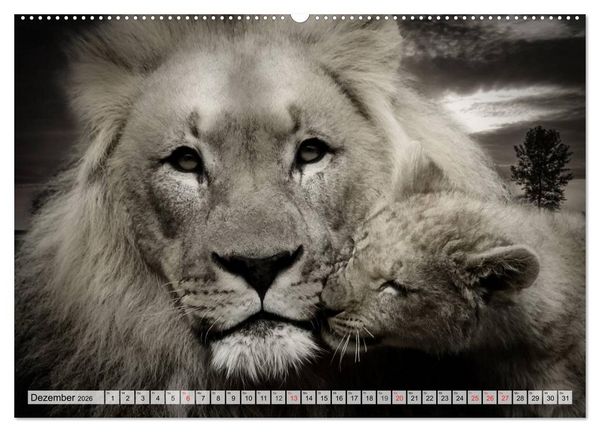 Produktbild: Wilde Tiere in schwarz-wei&szlig; (hochwertiger Premium Wandkalender 2026 DIN A2 quer), Kunstdruck in Hochglanz