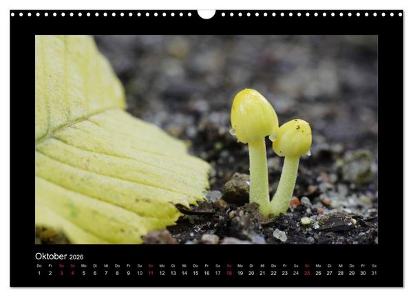 Produktbild: Pilze (Wandkalender 2026 DIN A3 quer), CALVENDO Monatskalender