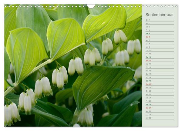 Produktbild: Liebenswerte Gl&ouml;ckchen (Wandkalender 2026 DIN A3 quer), CALVENDO Monatskalender