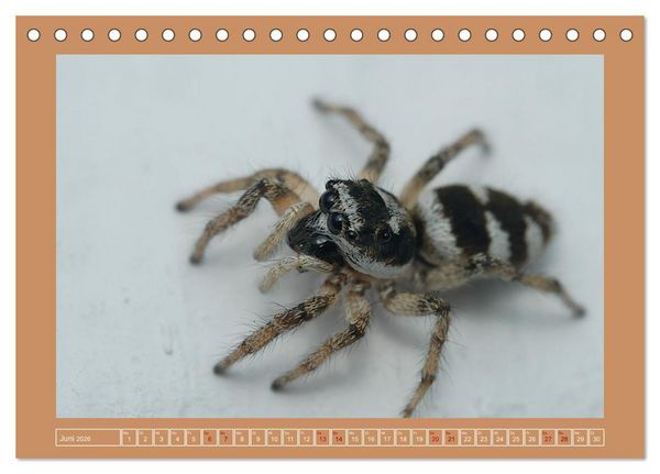 Produktbild: Spinnen im Fokus (Tischkalender 2026 DIN A5 quer), CALVENDO Monatskalender