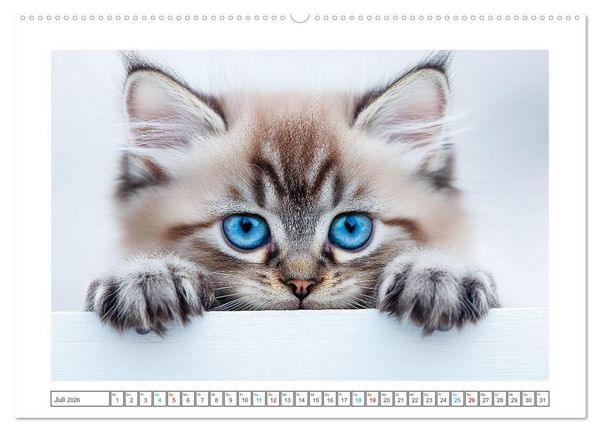 Produktbild: Samtpfoten-Sinfonie (hochwertiger Premium Wandkalender 2026 DIN A2 quer), Kunstdruck in Hochglanz