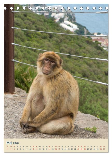 Produktbild: Gibraltar - Die Heimat der Berberaffen auf dem Rock (Tischkalender 2026 DIN A5 hoch), CALVENDO Monatskalender
