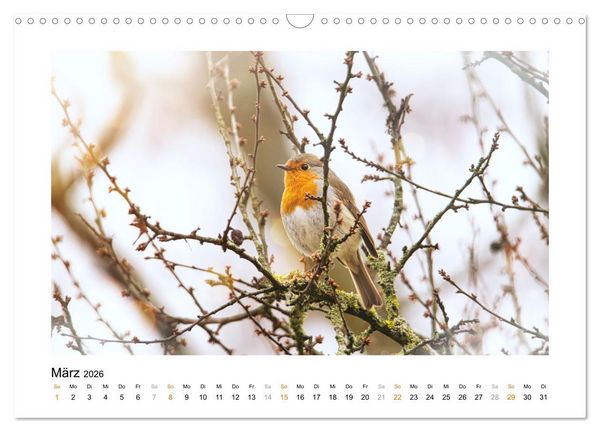 Produktbild: Zauberhafte Rotkehlchen (Wandkalender 2026 DIN A3 quer), CALVENDO Monatskalender