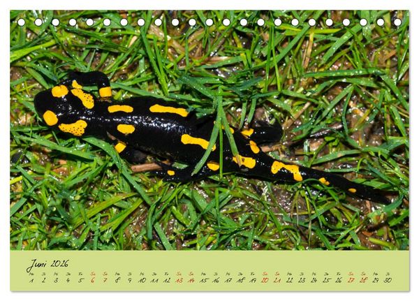 Produktbild: Feuersalamander - Liebenswerte Heimlichtuer (Tischkalender 2026 DIN A5 quer), CALVENDO Monatskalender
