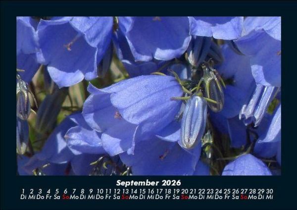 Produktbild: Pflanzen und Bl&uuml;ten 2026 Fotokalender DIN A5
