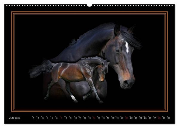Produktbild: Traumpferde-ART-Collection (Wandkalender 2026 DIN A2 quer), CALVENDO Monatskalender
