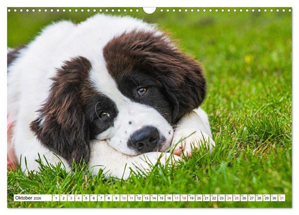 Produktbild: Traumhund Landseer (Wandkalender 2026 DIN A3 quer), CALVENDO Monatskalender